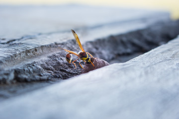 wasp in nest, insect in wild life, animal in nature, cloes-up wasp on nest