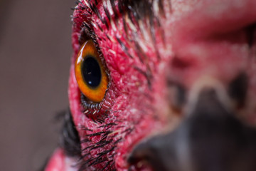 the chicken eye in macro view in farm, the animal in farm