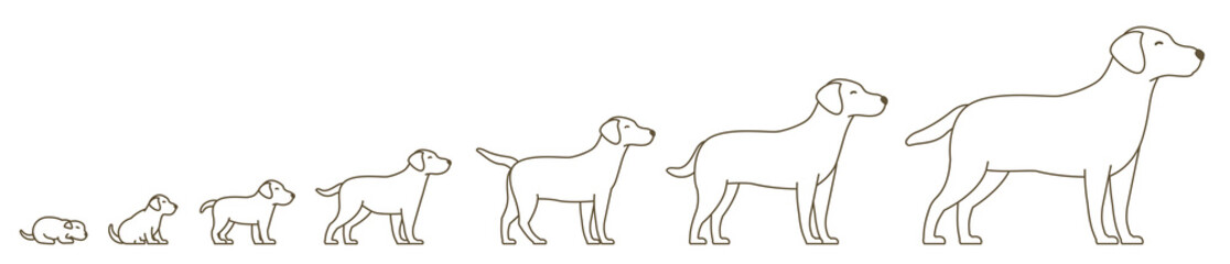 Stages of dog growth set. From puppy to adult dog. Animal pets. Labrador retriever grow up animation progression. Pet life cycle. Outline contour line vector illustration.