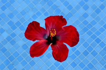 Red flower (Chinese rose) in blue pool
