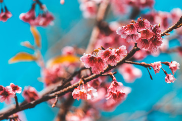 Cherry Blossom and Sakura wallpaper