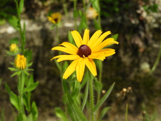 路傍に咲いた黄色い花