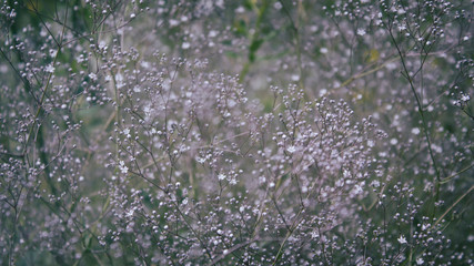 Flowers Gyps&oacute;phila panicul&aacute;ta. Baby's breath. Common gypsophila. Copy space.
