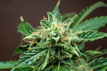 CBD THC in Pot. Fresh green weed In details. Macro trichomes cannabis. Marijuana bud close up....