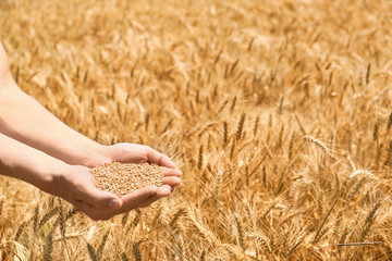 Female farmer with wheat grains in field