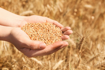 Female farmer with wheat grains in field