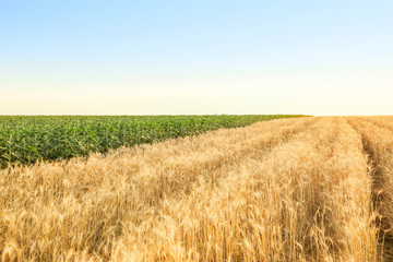 View of wheat field in summer