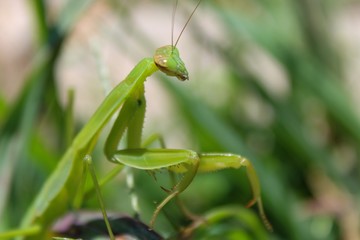Praying Mantis in Garden Mantis religiosa