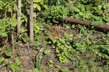 Butterfly and trumpet