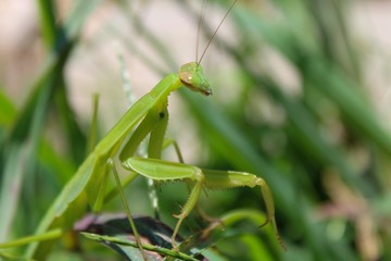 Praying Mantis Mantis religiosa hiding in grass in garden
