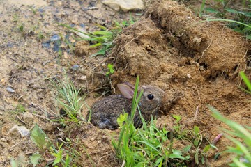 Small Brown Eastern Cottontail Rabbit in the Wild