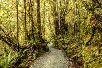 deep in natural native bush in New Zealand