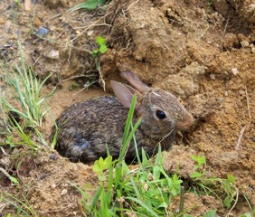 Small Brown Eastern Cottontail Rabbit in the Wild