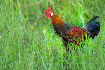  Male fowl in green grass fields, wild fowl for food in natural grass fields