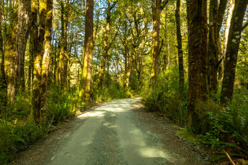 Fototapeta premium Gravel road deep in the nate of native bush in New Zealand