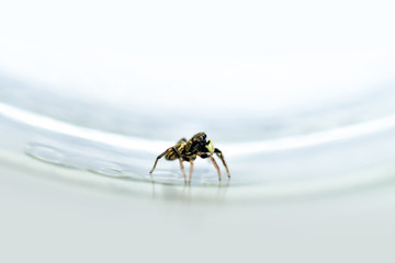 Little jumping spider climbed into the glass
