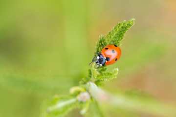 Naklejka premium close up of a red lady bug crawling on top of yarrow plant's leaf with blurry green background