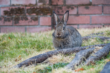 cute brown rabbit sitting behind thick tree roots on grassy ground against red brick wall staring...