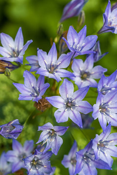beautiful purple triplet lily flowers blooming in the garden with blurry background