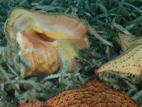 A Queen Conch (Strombus Gigas) Lies On A Shallow Seagrass Bed In The Caribbean Sea.