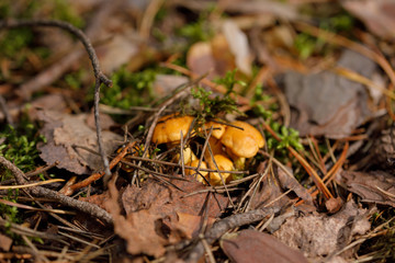 Yellow, raw chanterelle mushrooms growing in the dense forest.