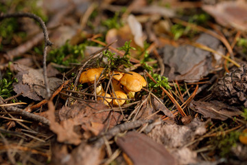 Yellow, raw chanterelle mushrooms growing in the dense forest.