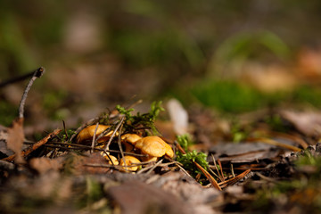 Yellow, raw chanterelle mushrooms growing in the dense forest.