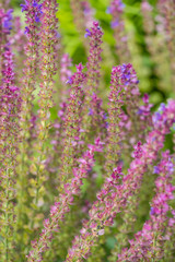 pink heather flowers blooming in the field  in the garden