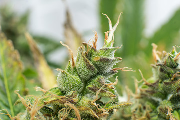 Macro trichomes cannabis. Marijuana bud close up. Fresh green weed In details. Indica flower. CBD...