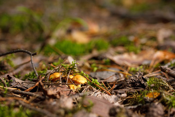 Yellow, raw chanterelle mushrooms growing in the dense forest.