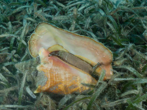 A Queen conch (Strombus gigas) lies on a shallow seagrass bed in the Caribbean Sea.