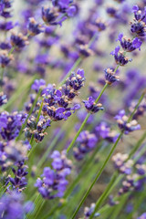 flower field in the garden filled with beautiful purple lavender flowers blooming under the shade