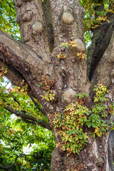 old thick tree trunk covered with yellow, orange and green  leaves