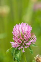 one pink wild flower blooming in the field with creamy green background