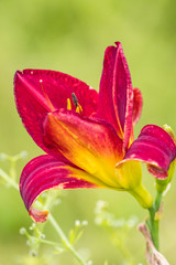 close up of one beautiful deep pink lily flower blooming in the garden with blurry background