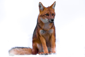 Fototapeta premium red fox vulpes vulpes 2 years old