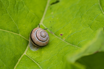 one small snail resting on big green leaf under the shade