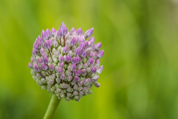 close up of a pink allium flower bud ready to bloom in the field with creamy green background