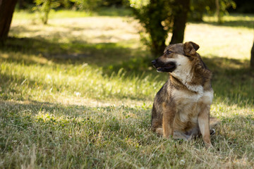 Adult brown stray dog sits on a background of green summer. Rest, background