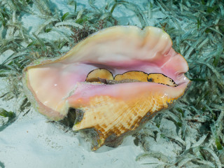A Queen conch (Strombus gigas) lies on a shallow seagrass bed in the Caribbean Sea.