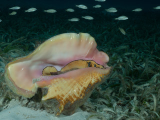 A Queen conch (Strombus gigas) lies on a shallow seagrass bed in the Caribbean Sea.