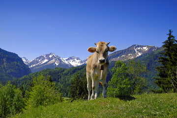 Kuh, Rind, Jungrind, Kalb auf Weide in den Alpen