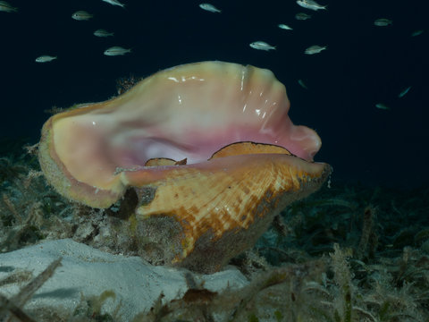 A Queen Conch (Strombus Gigas) Lies On A Shallow Seagrass Bed In The Caribbean Sea.