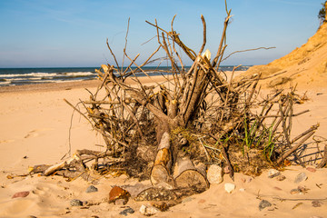 Driftwood at a beach of the Baltic Sea