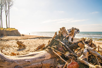 Driftwood at a beach of the Baltic Sea