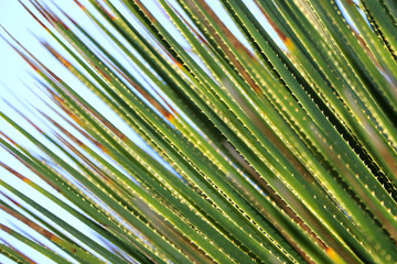 Spiky green plant creating an organic pattern