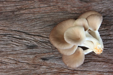 Oyster mushroom growing out of the lump in farm,Fresh oyster mushroom growing is production farm,On old brown wooden. 