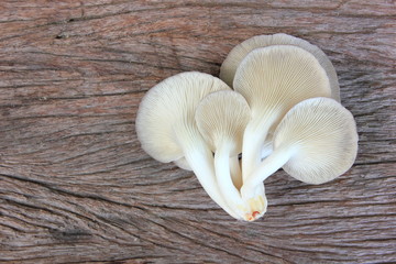 Oyster mushroom growing out of the lump in farm,Fresh oyster mushroom growing is production farm,On old brown wooden. 