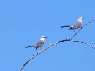 Obraz premium blue bird on a branch