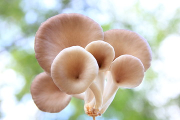 Oyster mushroom growing  and bokeh green background,Fresh oyster mushroom growing is production farm,